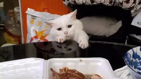 This cute greedy cat is hungry and want to steal a delicious food 🐱🤣