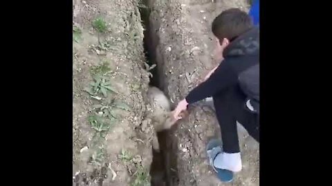 Sheep gets stuck in the trench, jumps back and really crazy