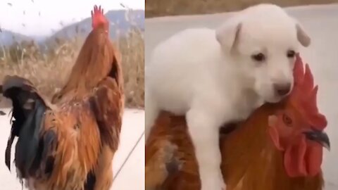 Funny Animals #5 - Best Of The 2021 Funny Animal Videos