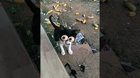 Que gatinho lindo!