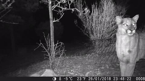 Mountain lion prowls outside Prescott home