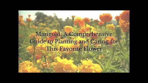 Marigold: A Comprehensive Guide to Planting and Caring for These Favorite Flowers