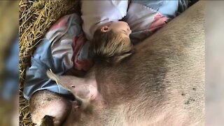 How serendipity brought a piglet and 6-year-old together to heal each other's hearts