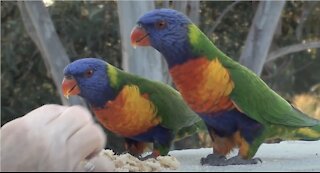 Hand fed Lorikeets & Kookaburra