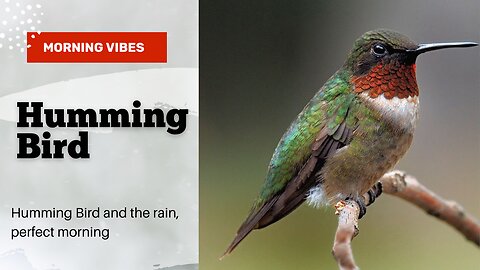 Gentle Rain Serenade: Hummingbird Harmony in the Morning Bliss