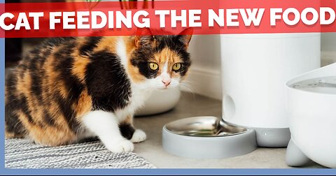 Cat Feeding The New Food 😱 | VibesOfAnimals