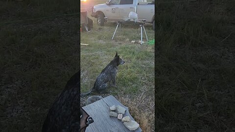 CATTLE DOG DISCIPLINE