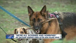 "We're all sickened and horrified" Pet daycare worker fired after dog found dead