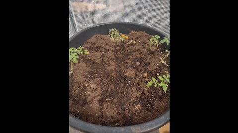 Transplant #5-Cherry Tomato babies planted in a container in 108F heat