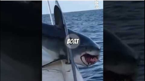 Shark Attacks People On The Boat,VIRAL,SHORTS,TRENDING,