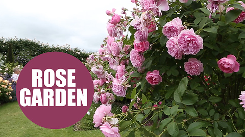 Rose garden grown by world famous David Austin bursts into life in a riot of colour