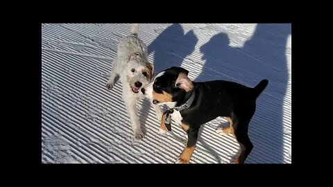 Ares is 22 month Jack Russell and Rocky is a 3month Swiss Mountain dog. They met on Feb 13, 2022