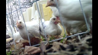 Leghorn Chickens up close on a Super Windy Day. Testing my new camera No Sound