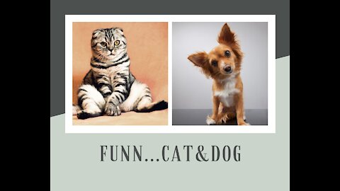 Funniest cats & dogs..._complilation_07_