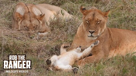 Sweet Lion Cub Wants Attention | Maasai Mara Safari | Zebra Plains