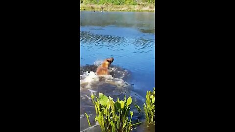 Mister Brown The Rhodesian Ridgeback loves retrieving and the water