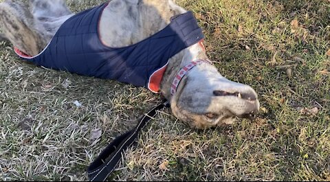 Senior dog loves to roll, watch for her vampire face ❤️