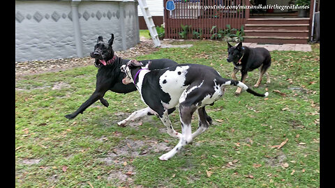 Great Danes have play date with horses, donkey & German Shepherd