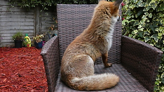 Are you sitting comfortably? A visiting wild fox makes himself at home...