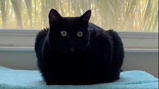 Adopting a Cat from a Shelter Vlog - Cute Precious Piper is a Beautiful Spa Loaf