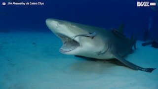 Un poisson dentiste nettoie les dents d'un requin