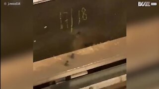 Rato dá uma lição de perseverança no metro de Nova Iorque