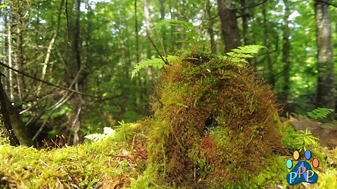 Essence of the Wilds: Episode 12. Calming Nature in UltraHD 4k with soft, relaxing music.