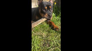 Rottweiler Relaxing chewing wood #shorts #short #rumble #youtube #viral #trending