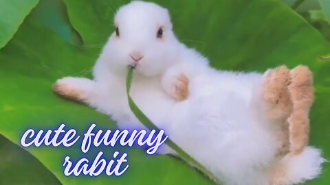 funny cute animals entertainment have a fun