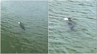 L'alligatore nuota con la sua preda in bocca... uno squalo!