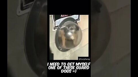 Funny Guard Dog System #funnyanimals #funnyvideos #funnyshorts #shorts