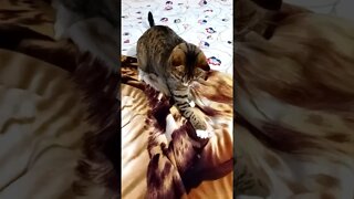 Cat Playing