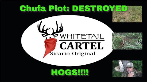 Chufa plot DESTROYED! Hogs!!!