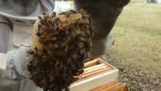 BEE QUEEN CHECK (Hive two)