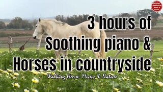 Soothing music with piano and countryside sound for 3 hours, relaxation music for work and study