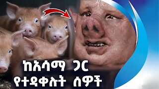 ከአሳማ ጋር የተዳቀሉት ሰዎች | Pigs l Human | Breed | Child | Amazing