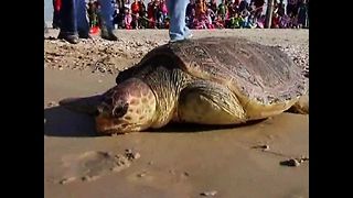Turtle Released After Fin Op