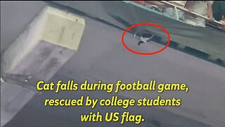 Cat Falls At A Football Game & Was Rescued By College Students - HaloRock