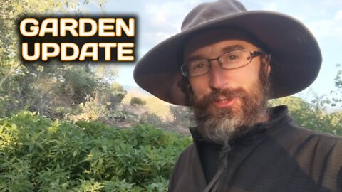 Garden Update - August 14th 2022