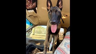 Talking Belgian Malinois puppy