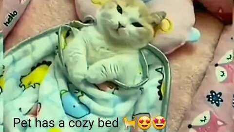 Made BED for the PET 😲🤩 | Funny pets | Animal lover | Pets lover | Cute and funny pets | Pets 2023