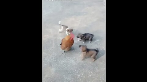 Chicken VS Dog Fight - Funny Dog Fight Videos