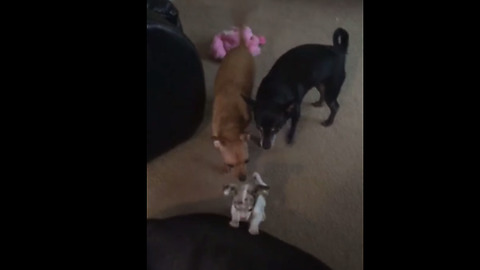 Fearless Chihuahua puppy plays with huge Mastiff mix