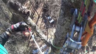 Puuhun jäänyt kissa pelastettiin 20 metrin korkeudesta
