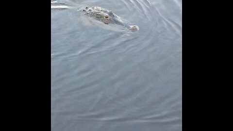 Florida alligators love bobbers