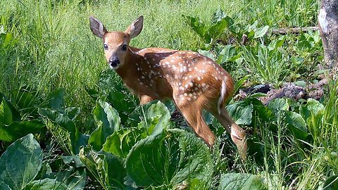 Deer, Turkey, Coyote, and Pileated Woodpecker