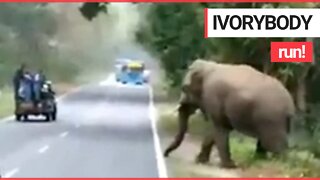 Moment rogue elephant emerges from bushes and charges towards screaming tourists