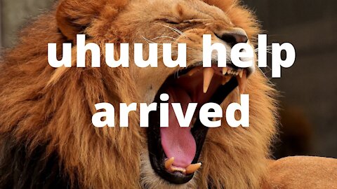 Lion arrested by the hyena clan but help has arrived