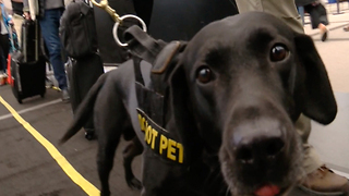 Dogs named in memory of first responders carry on legacy