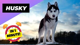 Husky - In 1 Minute! 🐶 One Of The Most Popular Dog Breeds In The World | 1 Minute Animals